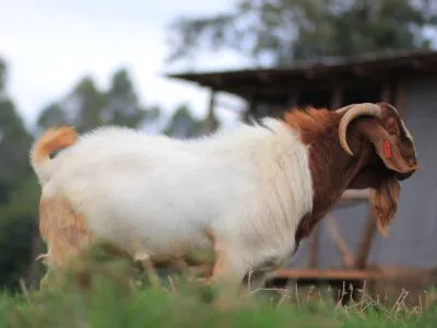 Boer Goats