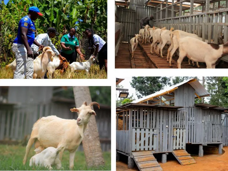 Outgrowers and Partnership