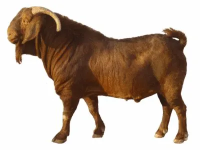 Kalahari Red Goats