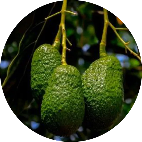 Avocado Introduction