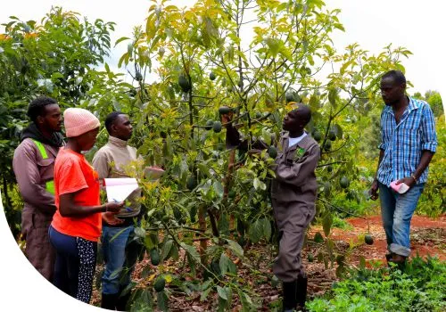 Field Extension Services